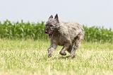 BOUVIER DES ARDENNES 047